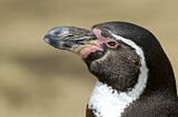 Image. Humboldtpinguin
