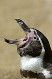 Image. Humboldtpinguin