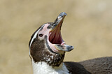 Image. Humboldtpinguin