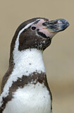 Image. Humboldtpinguin