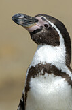 Image. Humboldtpinguin