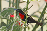 Image. Hunter's Sunbird
