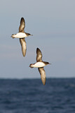 Image. Hutton's Shearwater