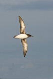Image. Hutton's Shearwater
