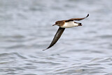 Image. Hutton's Shearwater