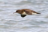 Image. Hutton's Shearwater