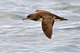 Image. Hutton's Shearwater