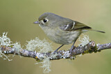 Image. Hutton's Vireo