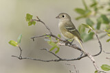 Image. Hutton's Vireo