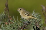 Image. Hutton's Vireo