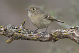 Image. Hutton's Vireo