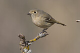 Image. Hutton's Vireo