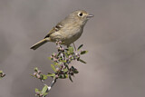 Image. Hutton's Vireo