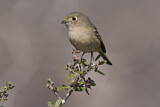 Image. Hutton's Vireo