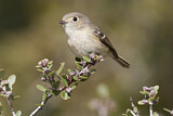 Image. Hutton's Vireo