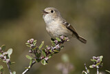 Image. Hutton's Vireo