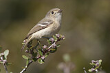 Image. Hutton's Vireo