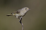 Image. Hutton's Vireo
