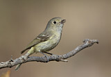Image. Hutton's Vireo