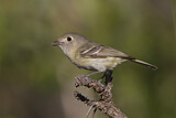 Image. Hutton's Vireo