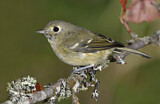 Image. Hutton's Vireo