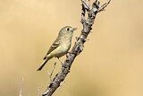Image. Huttonvireo