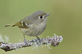 Image. Huttonvireo