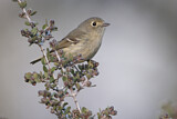 Image. Huttonvireo