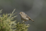 Image. Huttonvireo