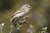 Image. Huttonvireo