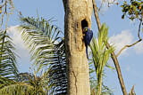 Image. Hyacinth Macaw