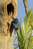 Image. Hyacinth Macaw