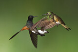 Image. Hyazinthkolibri & Fahlschwanzkolibri