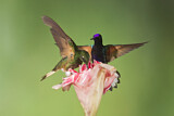 Image. Hyazinthkolibri & Fahlschwanzkolibri