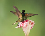 Image. Hyazinthkolibri & Fahlschwanzkolibri