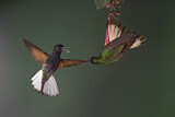 Image. Hyazinthkolibri & Fahlschwanzkolibri