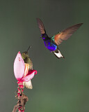 Image. Hyazinthkolibri & Fahlschwanzkolibri