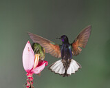 Image. Hyazinthkolibri & Fahlschwanzkolibri