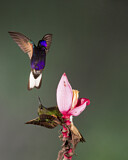 Image. Hyazinthkolibri & Fahlschwanzkolibri