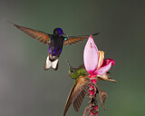 Image. Hyazinthkolibri & Fahlschwanzkolibri