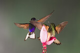 Image. Hyazinthkolibri & Fahlschwanzkolibri