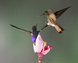 Image. Hyazinthkolibri & Fahlschwanzkolibri