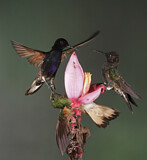 Image. Hyazinthkolibri & Fahlschwanzkolibri