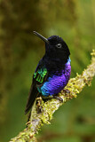 Image. Hyazinthkolibri