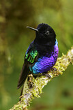 Image. Hyazinthkolibri
