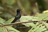 Image. Hyazinthkolibri