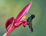Image. Hyazinthkolibri