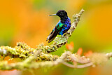 Image. Hyazinthkolibri