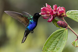 Image. Hyazinthkolibri