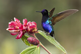 Image. Hyazinthkolibri
